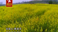 油菜花